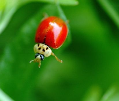 瓢虫是甲虫吗,瓢虫与甲虫形态的主要区别