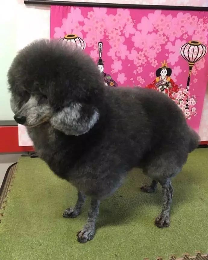 时尚前沿的“贵宾咩咩装”，到底是羊还是狗啊？