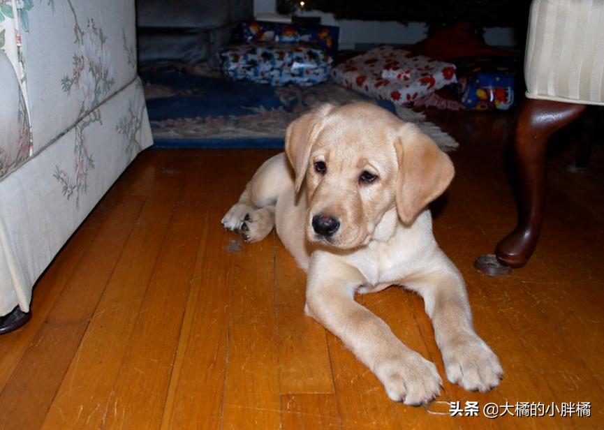 小金毛被遗弃到垃圾桶,小金毛生病被遗弃