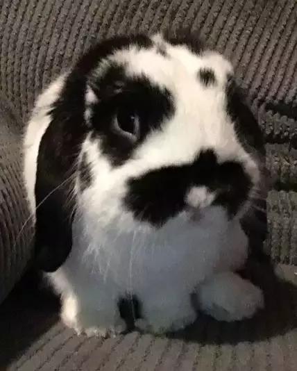 养一只猫结果养了一窝,网友养了两只兔子