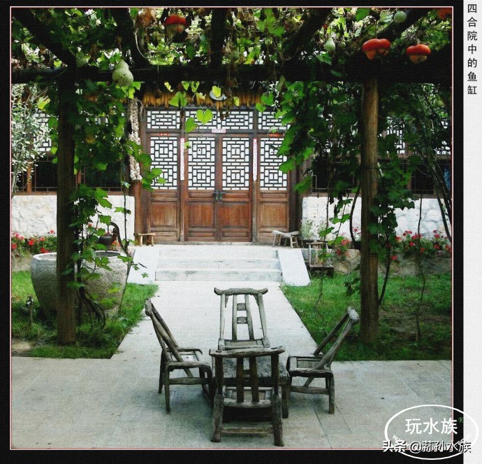 古法养金鱼全攻略,古法养金鱼开缸