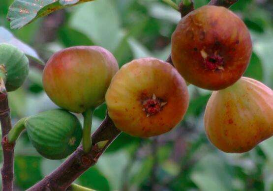 高产无花果种植应该注意哪些技巧,无花果怎样种植最好视频