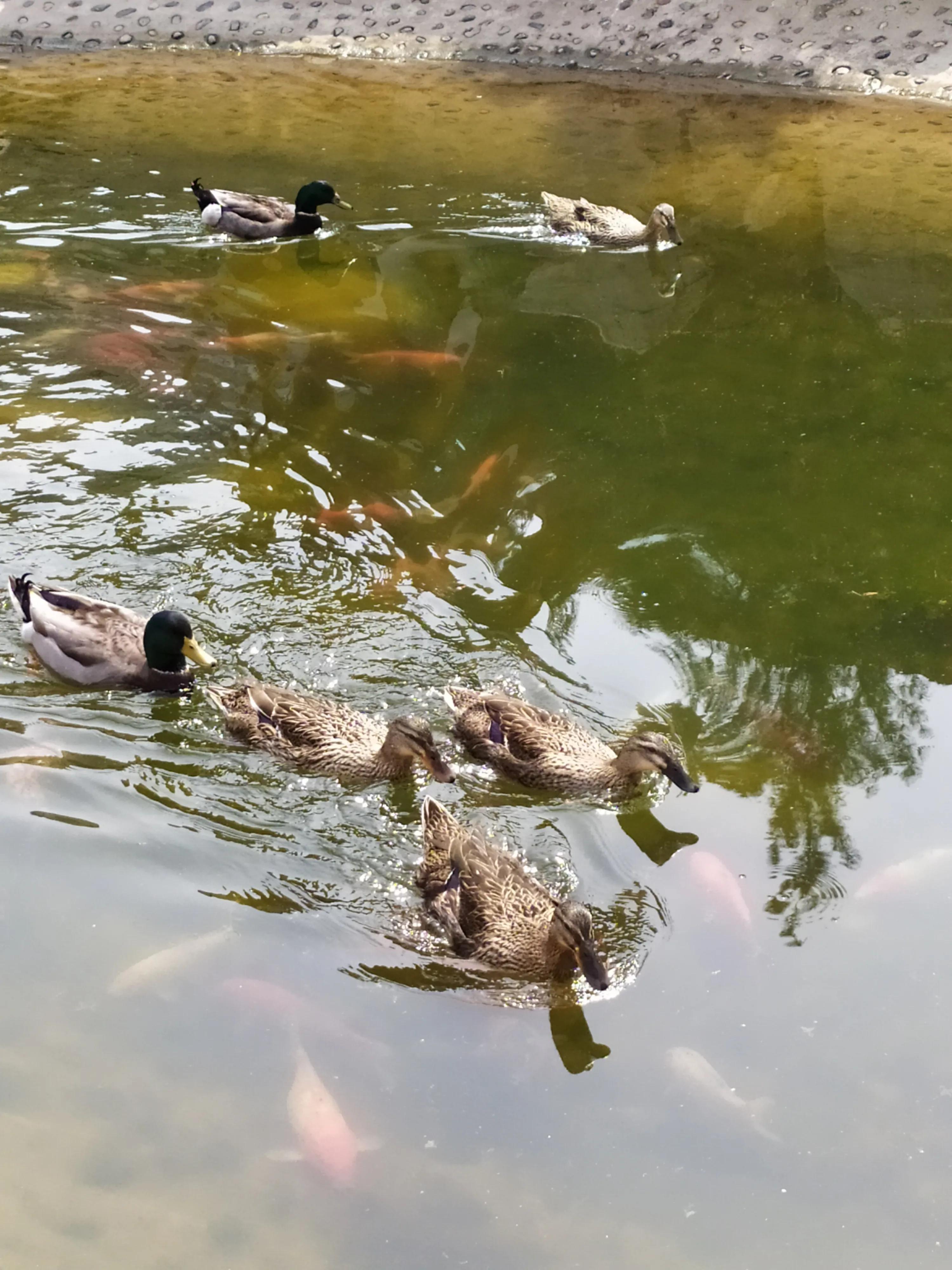 东方时尚驾校微博,东方时尚驾校相关视频