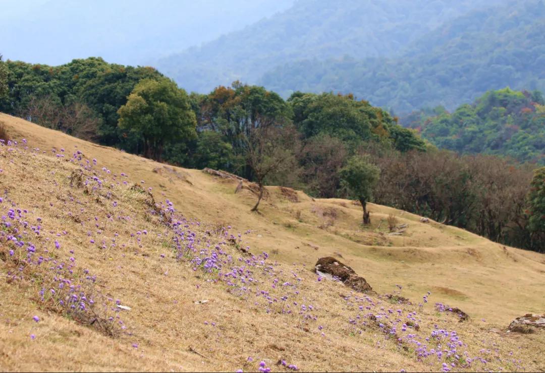 腾冲高山草甸景点,腾冲高原草场