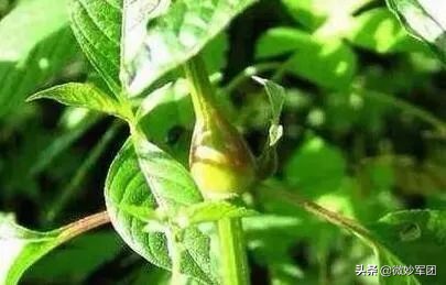 种植中药材需要哪些条件,北方种植什么中药材才适合