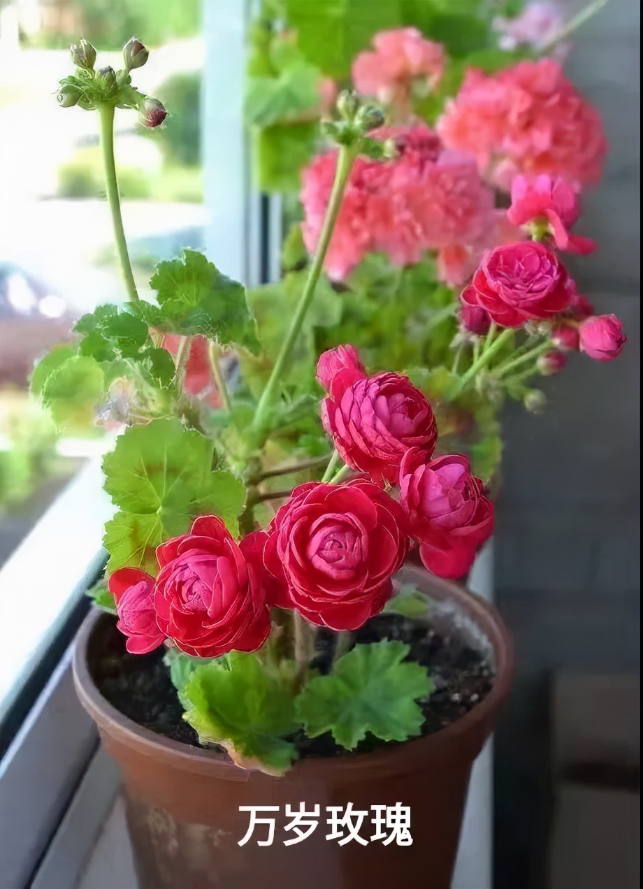 阳台天竺葵容易爆花品种,天竺葵最能开花的品种
