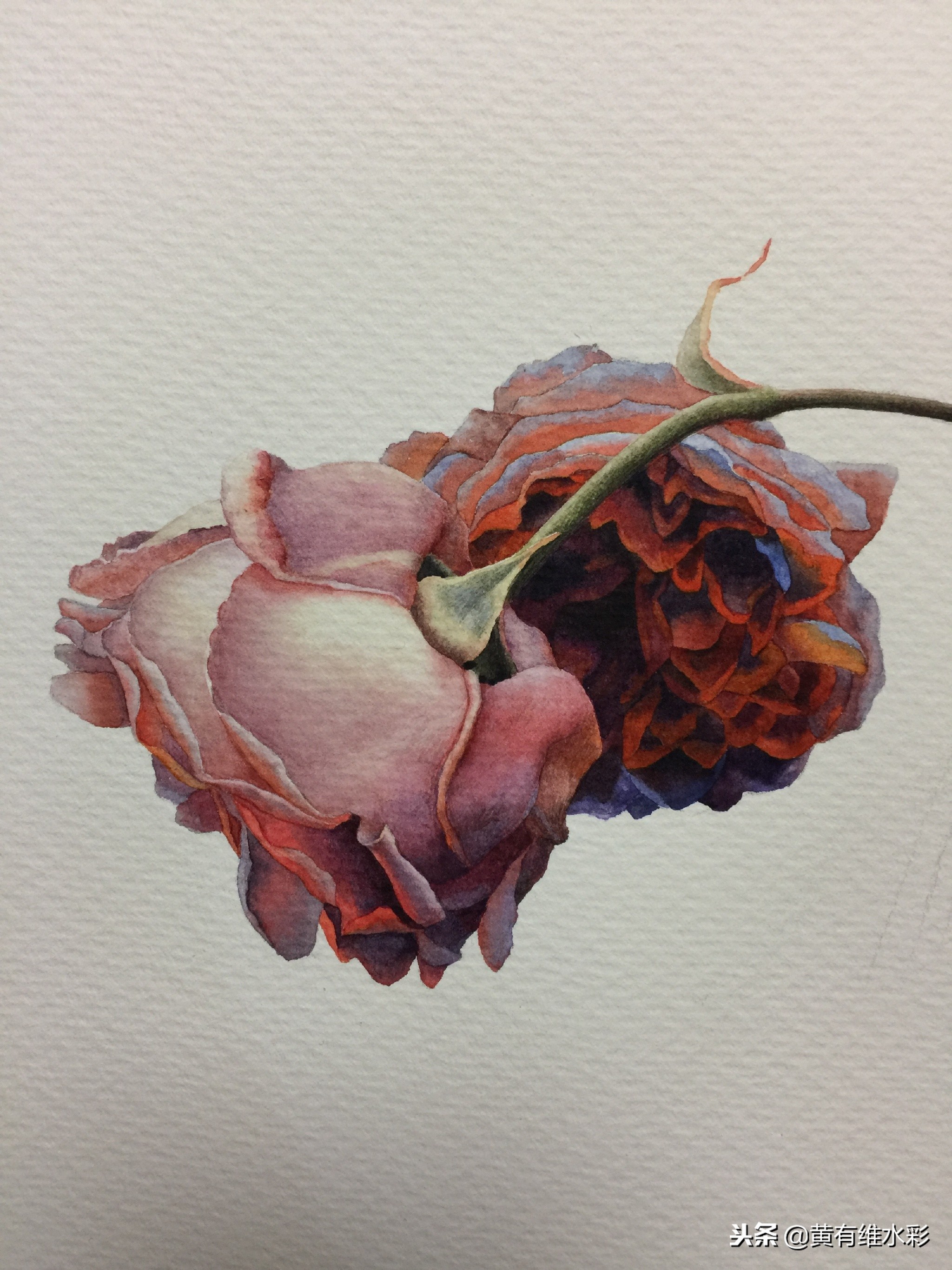 水彩绘画教程简单玫瑰,水彩步骤图花卉