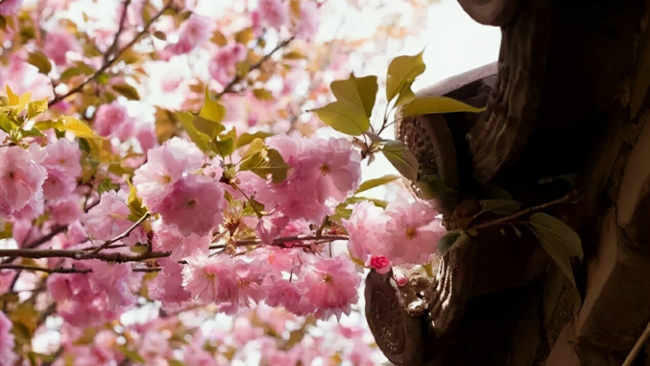 武大的樱花和东湖的樱花,重邮樱花和武大樱花