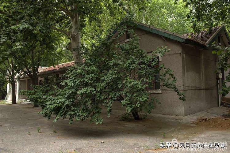 济南一颗梧桐树,济南的法国梧桐