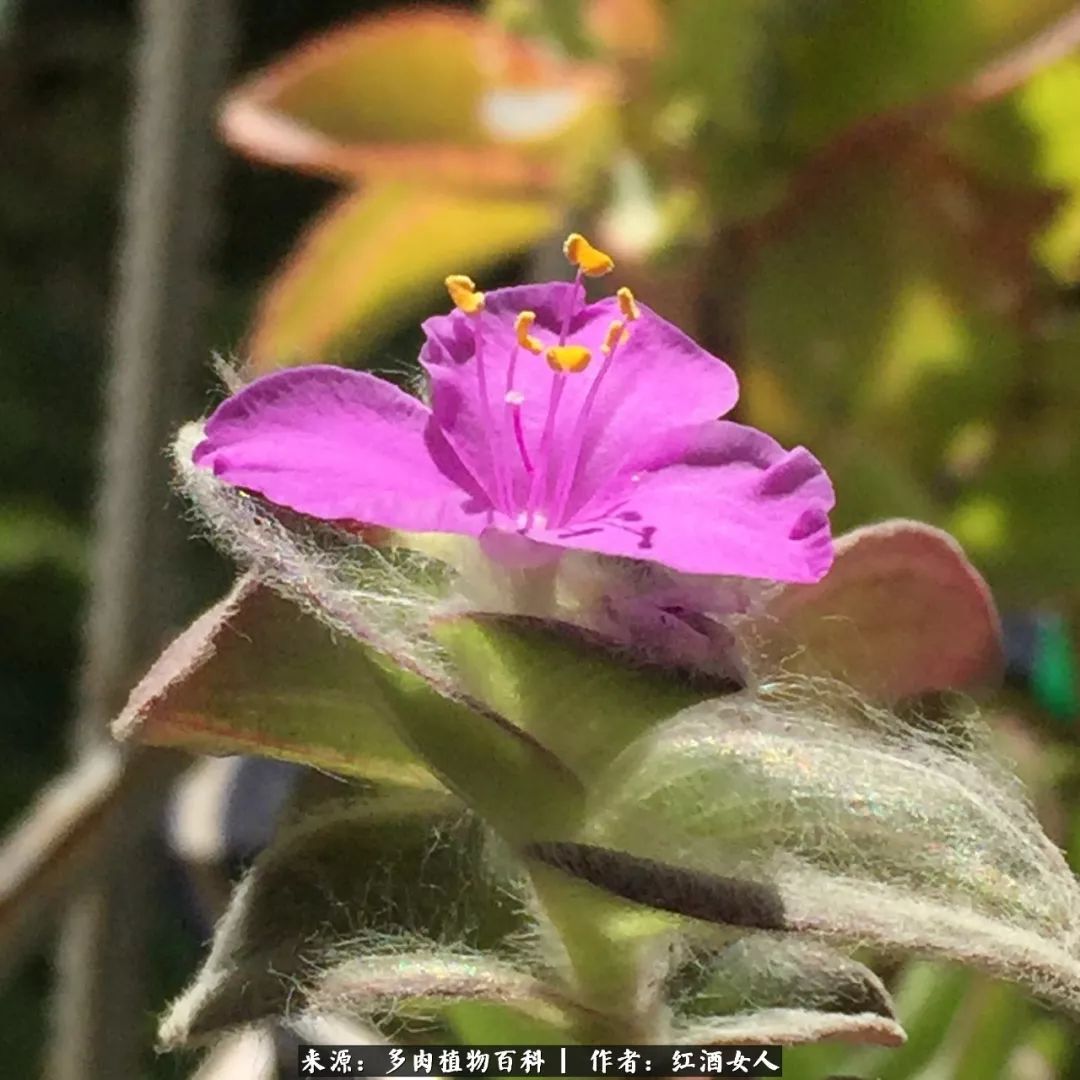记录走过的美景留下美好的回忆,记录走过的每一段美好时光