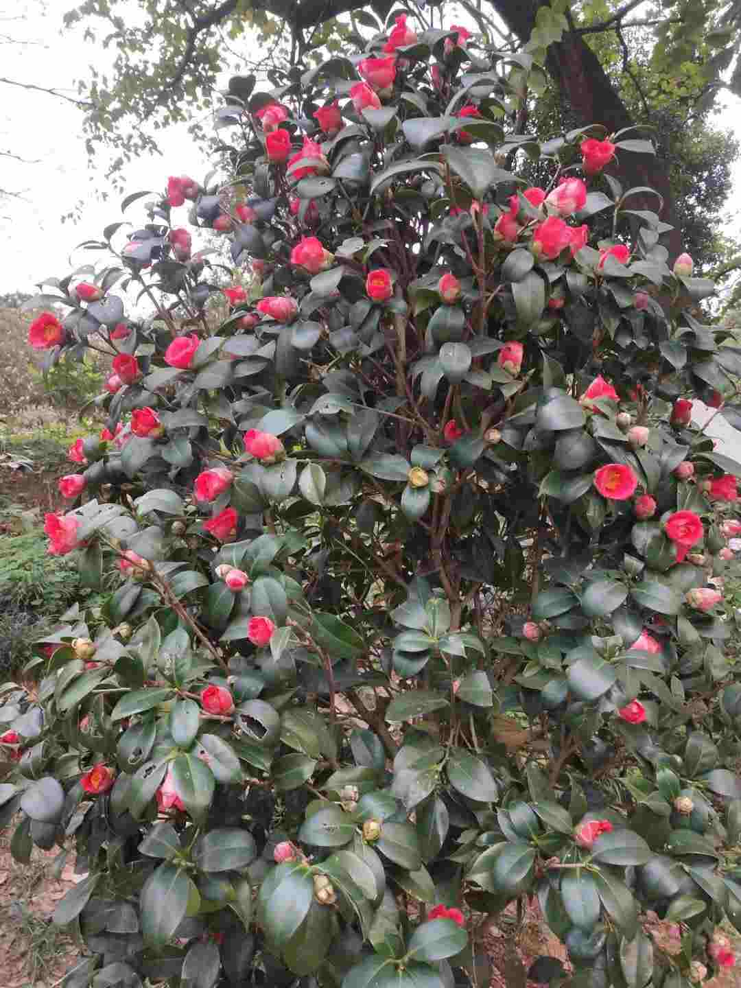 情知不久须相见，一日甚三秋，愁来不自由。‖马坝人遗址公园