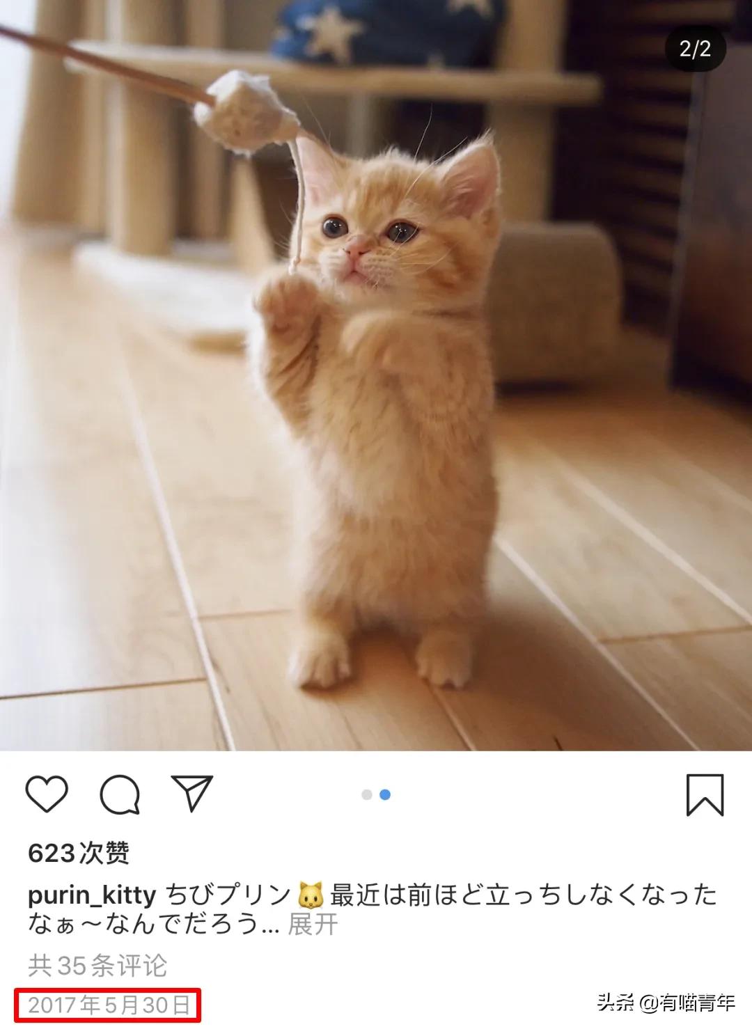 网上买的猫运回来死了,网上买猫三天送到半夜死了