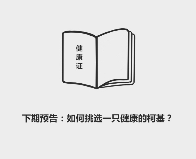 十大蠢狗排名之哈士奇,哈士奇最傻瞬间