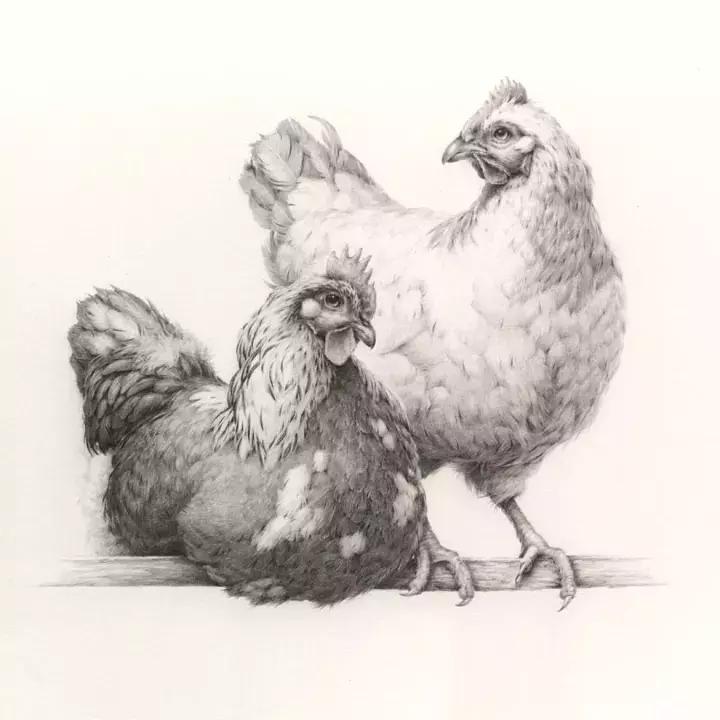 好看的动物素描,一看就会的动物素描