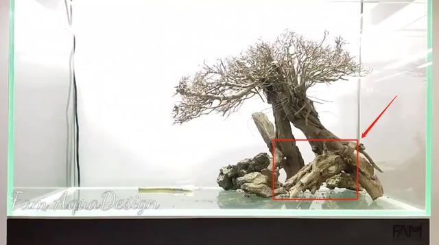 莫斯树到底好不好,莫斯树是什么