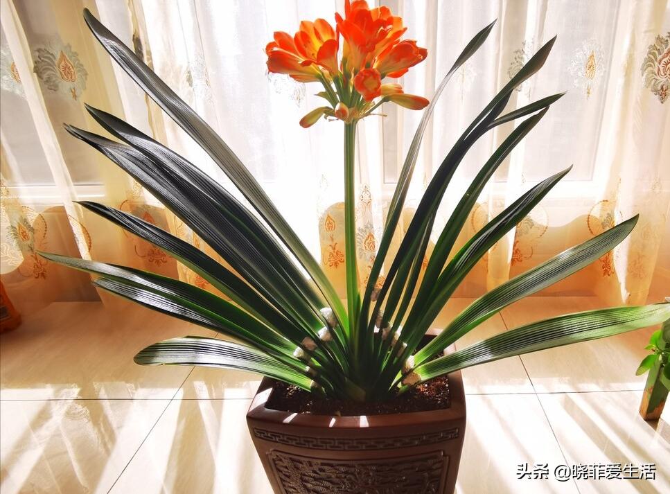 君子兰养了几年不开花要换盆吗,君子兰不开花这样养一年能开两茬