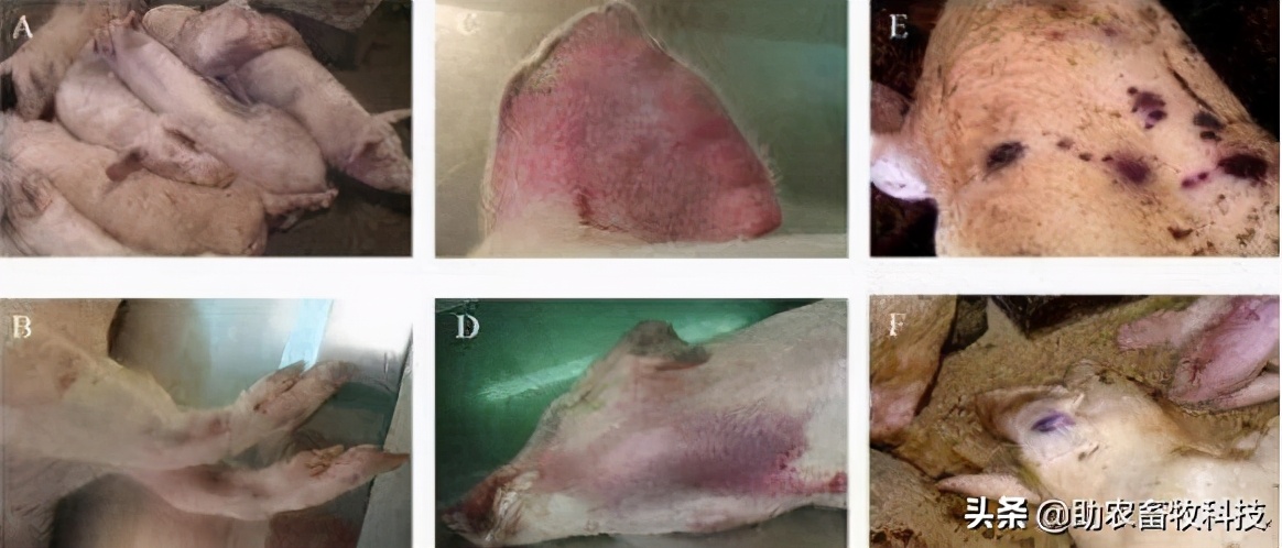 非洲猪瘟的临床症状及快速净化技术