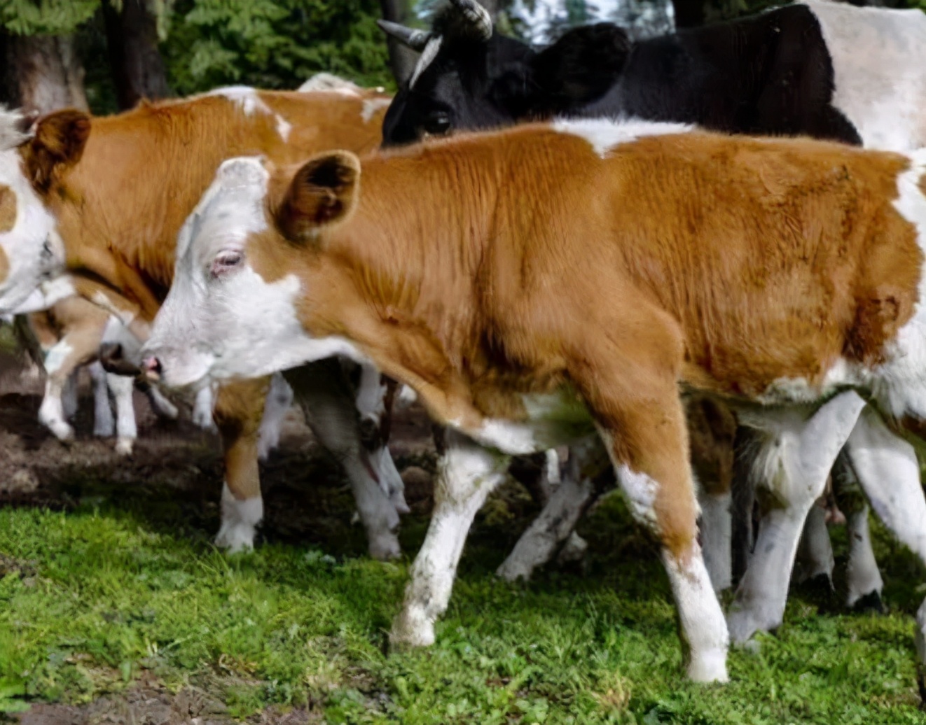 母牛产后奶水不足怎么补救,母牛奶水不足用什么土方法下奶