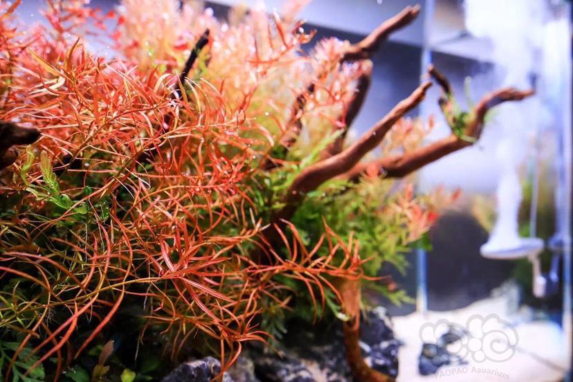 40缸草缸开缸教程新手入门,新手草缸需要装过滤系统吗