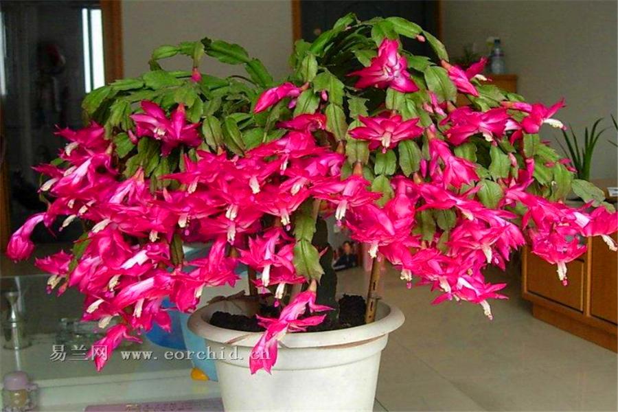 现在正是蟹爪兰的关键花芽分化期,家庭养花蟹爪兰浇水最好方法