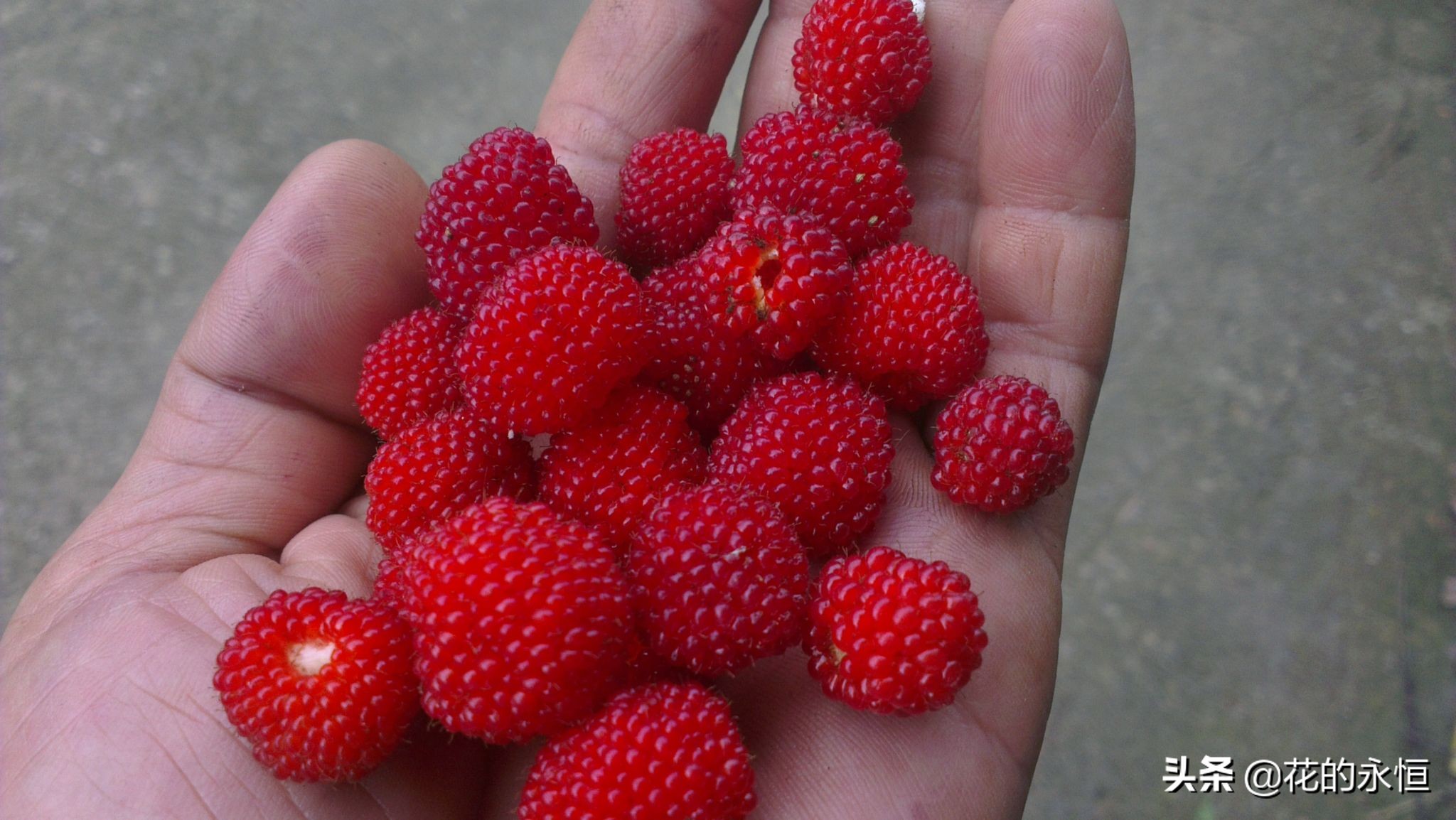 结蓝色和紫色球形小果子的植物,开花像白色灯笼植物图片