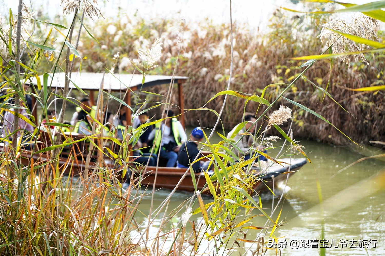 南京燕雀湖水杉林,南京秋天水杉林