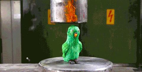 狗子出庭作证、鹦鹉指认凶手，动物的“鬼话”比“人话”更可信？