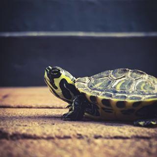 乌龟腐皮成因以及治疗方法