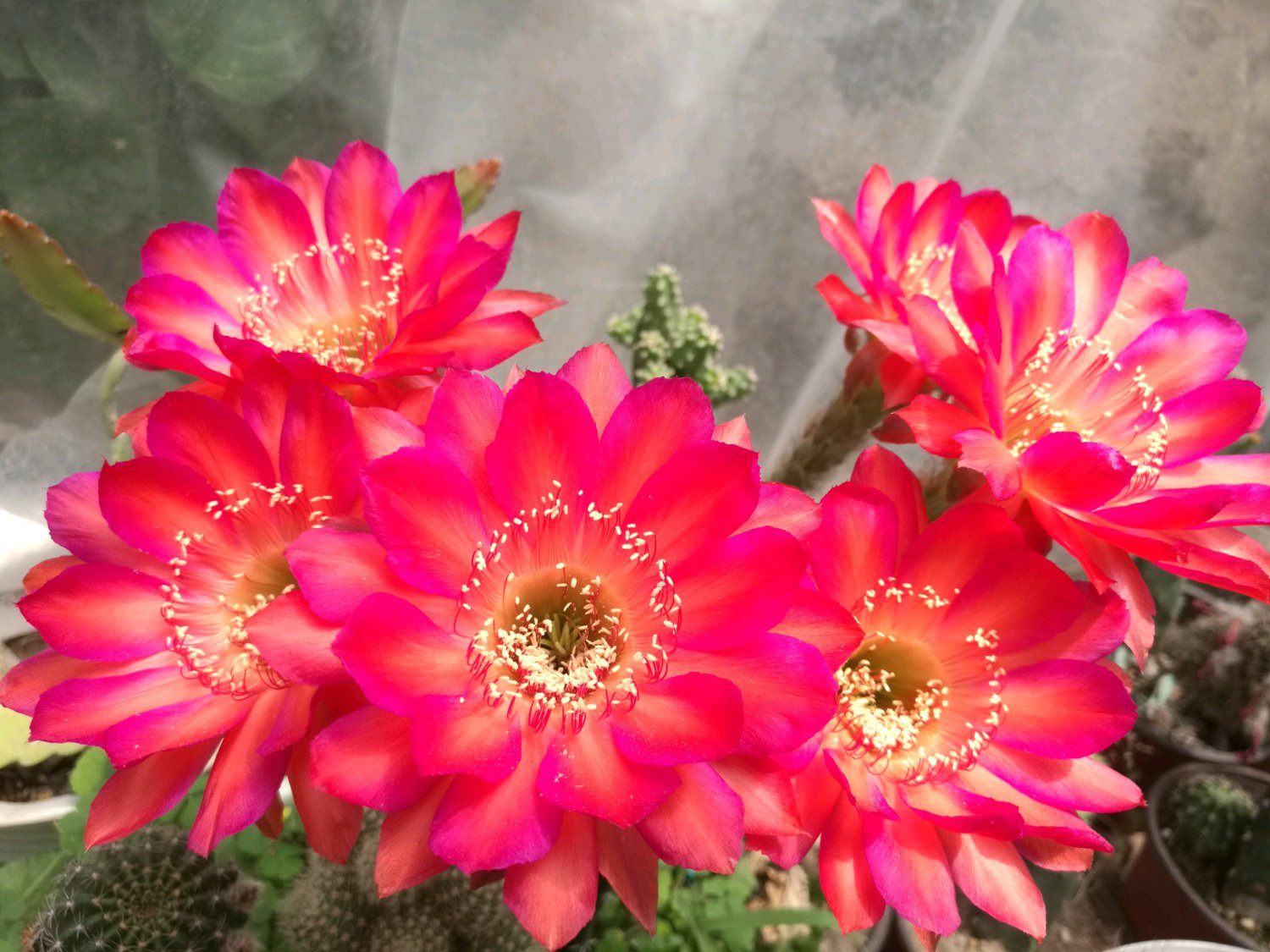 八种会开花的仙人球，每年花开好几次，美丽又好养，新手也能种