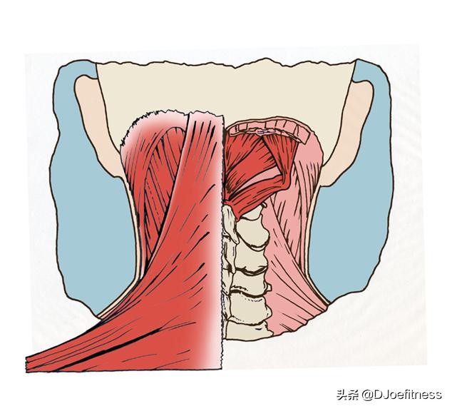 颈椎骨前倾怎么矫正,颈椎前倾的康复治疗方法