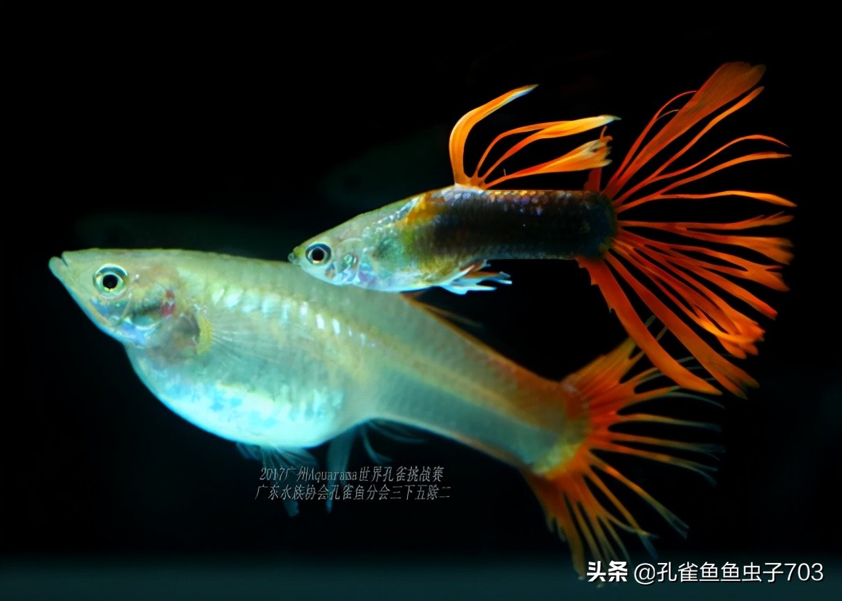 孔雀鱼都是怎么交配的？