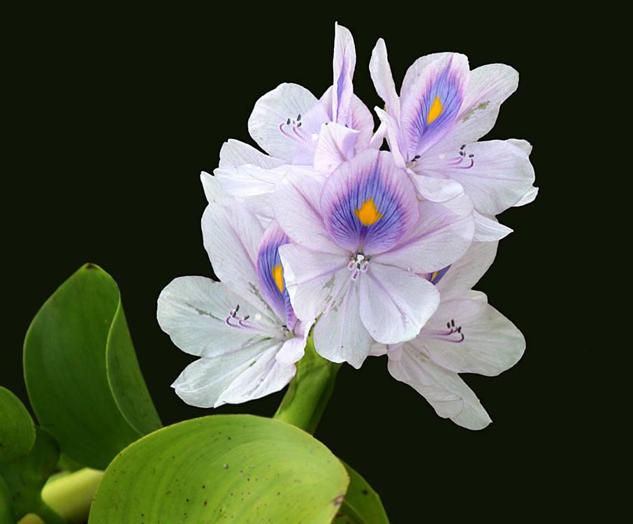 水浮莲的生长特点,凤眼莲好养吗图片