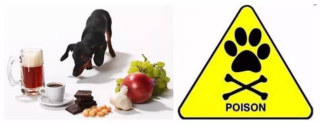 狗狗常见的意外事故及急救方法,狗狗意外伤人怎么治疗