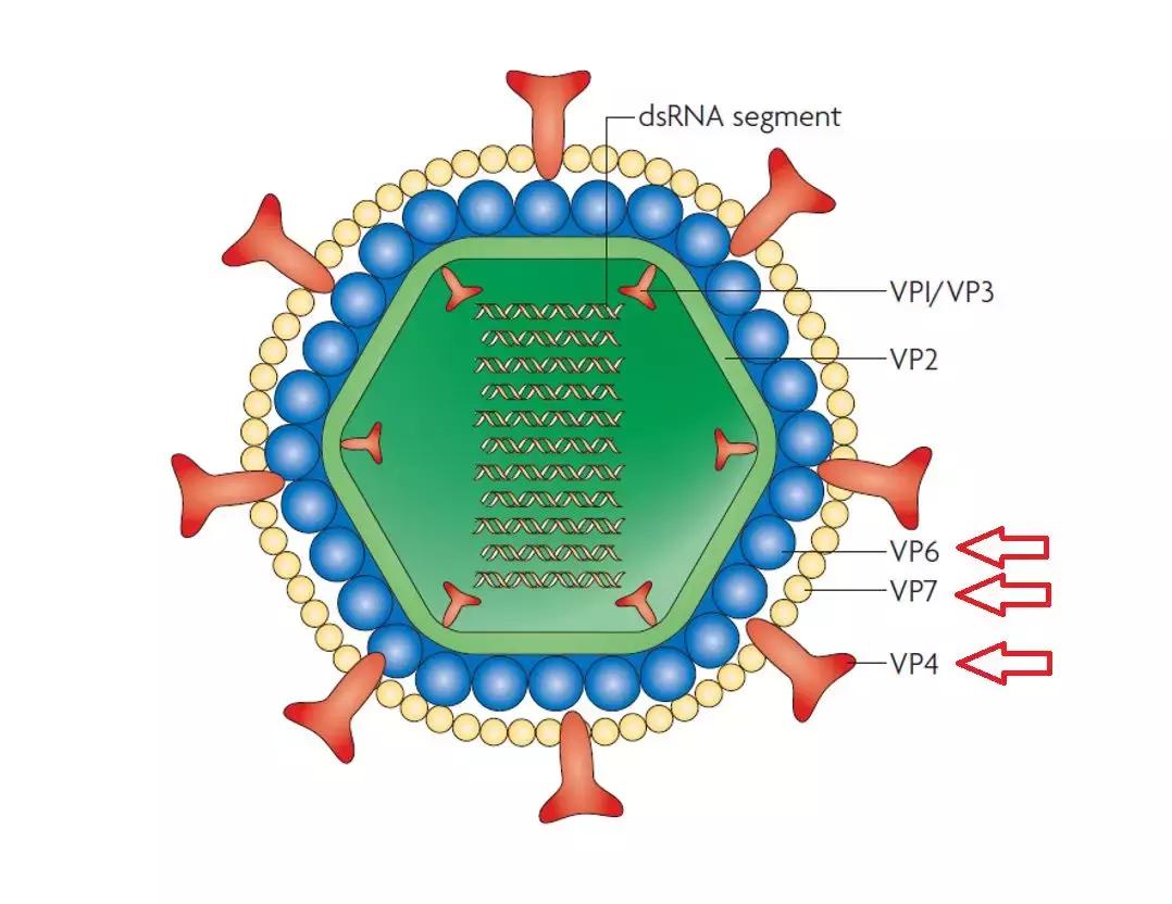 乐儿得五价轮状病毒疫苗,五价轮状病毒疫苗
