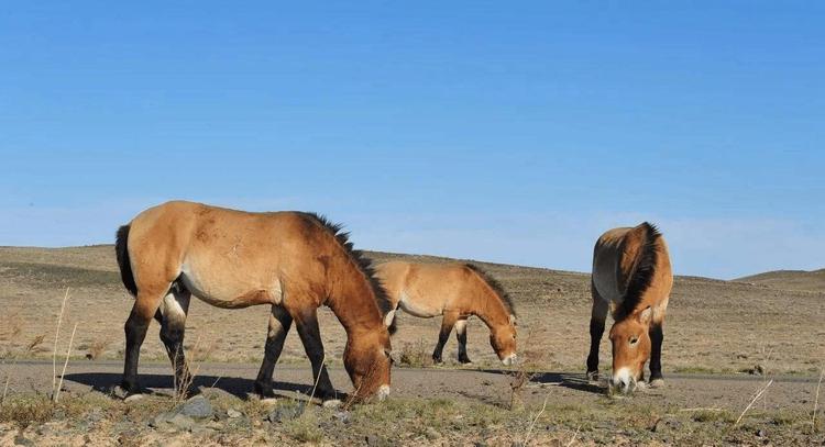 奇怪的知识又增加了阿拉伯语,奇怪的知识又增加了猫原版