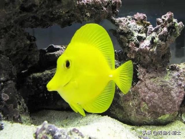 高锰酸钾给鱼治疗白点病,白点的鱼怎么治