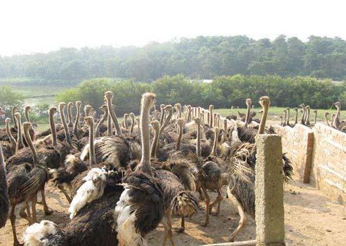 一颗鸡蛋卖天价,一颗蛋卖四百万的梗