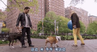 猫狗吃醋打架,吃醋的猫狗