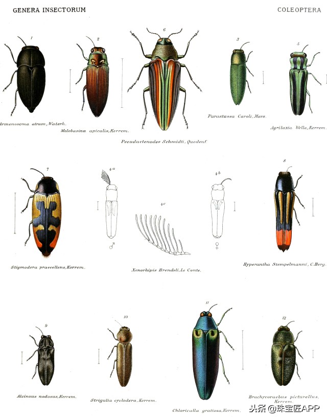 昆虫做的珠宝首饰,用昆虫做的艺术品