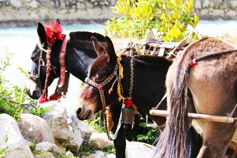 贡嘎山的徒步,贡嘎雪山大环线徒步游记