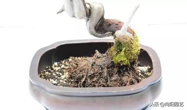 农民大爷自己做的盆景,老大爷盆景制作视频