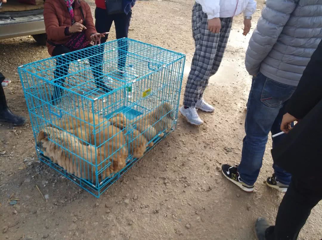 金毛狗市场幼犬出售,金毛狗50元一只批发直播卖