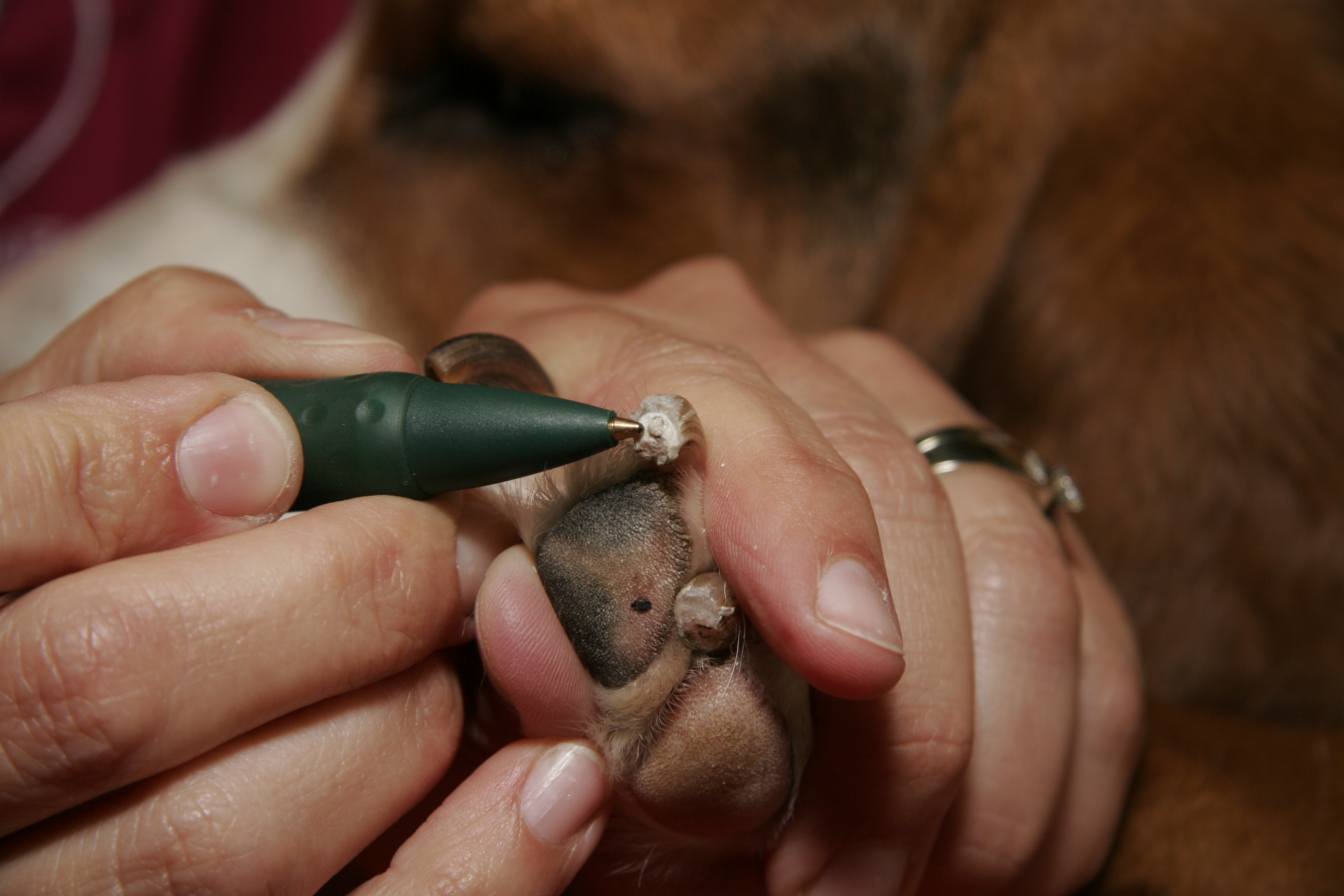 给狗狗剪指甲不剪了怎么办,不小心剪到狗狗指甲血线怎么办
