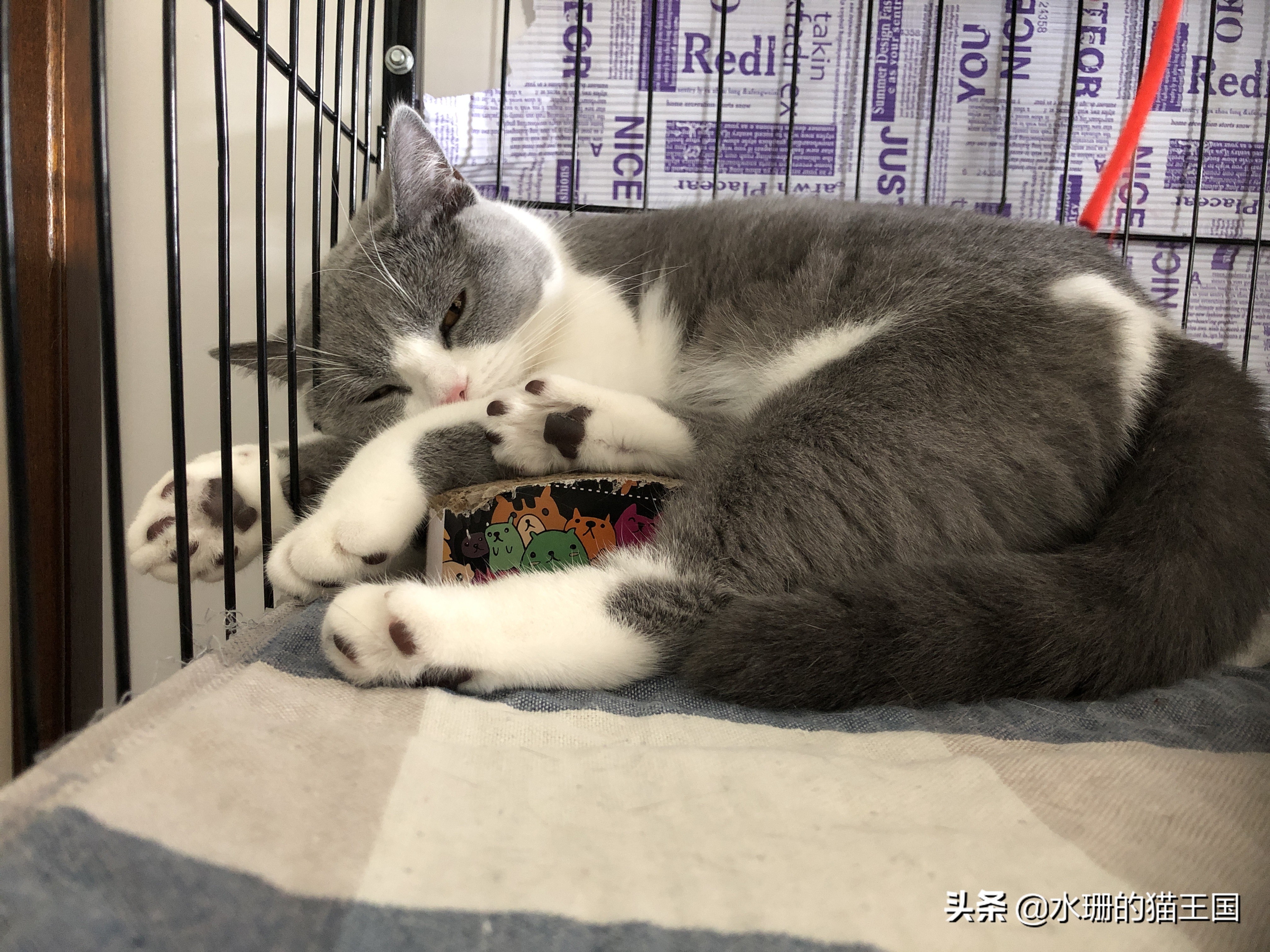 猫咪误吞骨头怎么治疗,猫咪误食异物怎么办小妙招