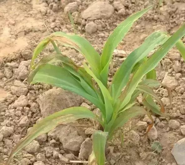 玉米苗后除草剂药害怎么解,玉米苗后除草剂药害特征