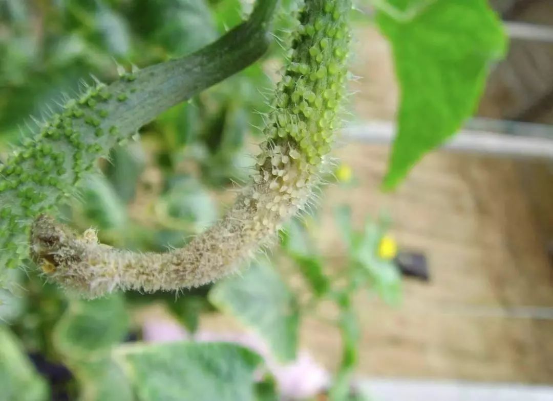 黄瓜蓟马病害图谱大全,黄瓜幼苗病害图谱