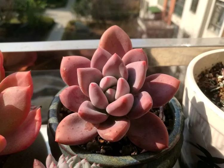 冬日暖阳邂逅最美的多肉,冬日暖阳和多肉暖了我的心