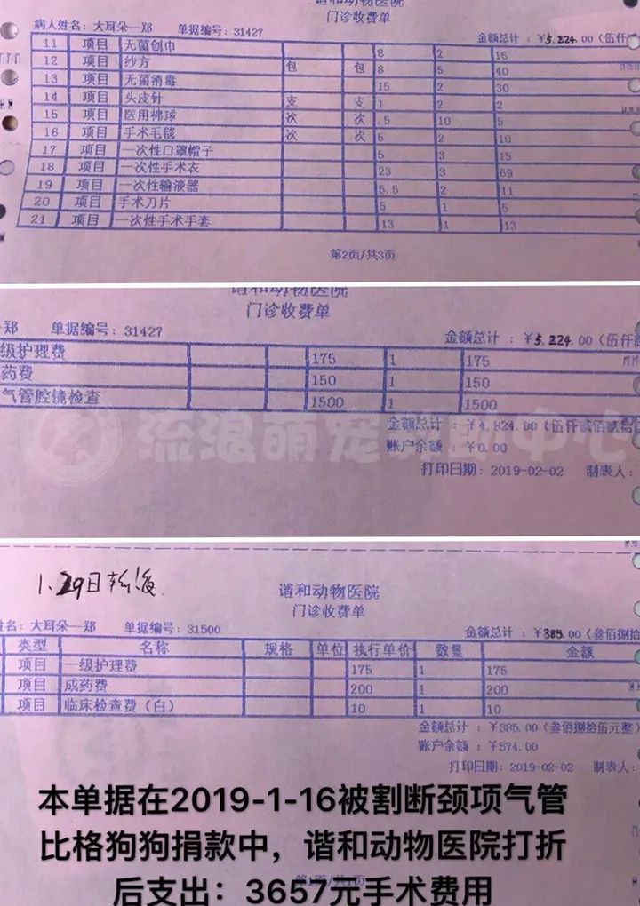 比格犬受害者拆家,比格犬丢失新主人要善待它