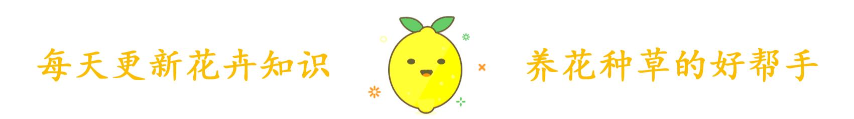 侄子一泼尿直接尿在吊兰上，吊兰直接萎蔫变成肥害，这该怎么办