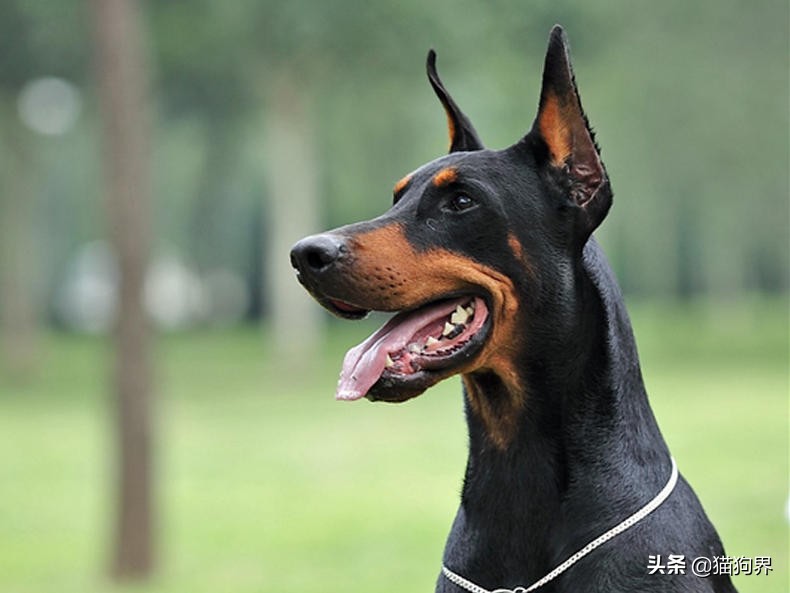 哪种狗狗体型非常小又比较好养,狗狗种类什么狗最好养又听话